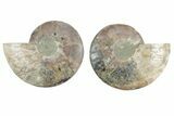 Cut & Polished, Agatized Ammonite Fossil - Madagascar #212926-1